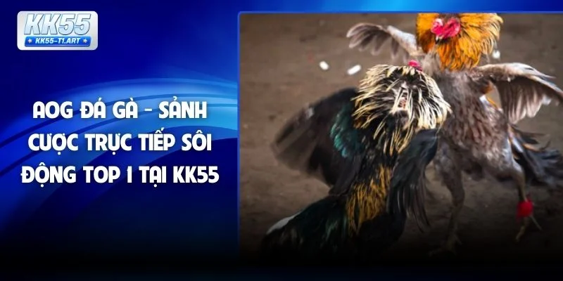 AOG Đá Gà - Sảnh Cược Trực Tiếp Sôi Động Top 1 Tại KK55